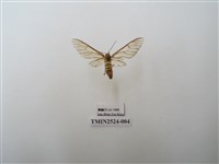 藏品(透翅鹿蛾)的圖片